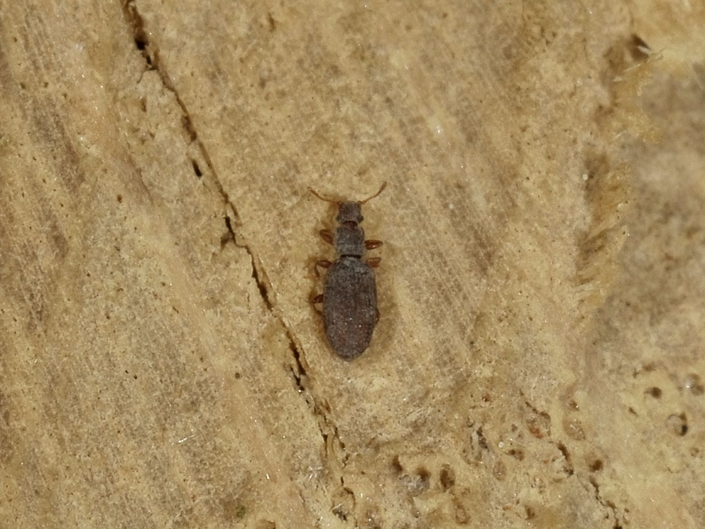 Dienerella sp. (Latridiidae)